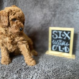 Goldendoodle Puppies from Simply Mini Goldendoodles