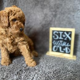 Goldendoodle Puppies from Simply Mini Goldendoodles
