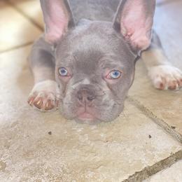 French Bulldog All Grown Up from Chroma-Hy Bullyz