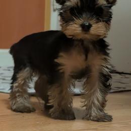 Mia - Black and gold female Yorkshire Terrier puppy in East Alton, Illinois from Yorkies of the Shire