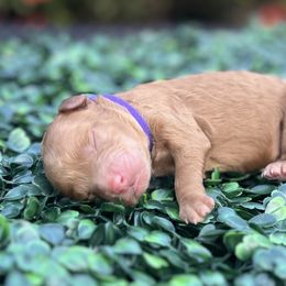 Goldendoodle Puppies from JJ