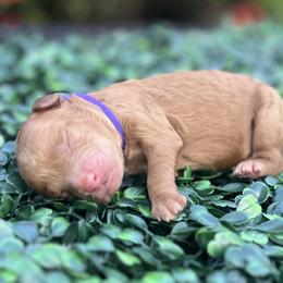 Goldendoodle Puppies from JJ