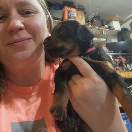 Gordon Setter Puppies from Tom McCleary