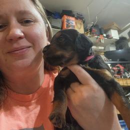 Gordon Setter Puppies from Tom McCleary