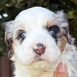 Boy 3 - male Bernedoodle puppy in Las Vegas, Nevada from Perfect Bernedoodles