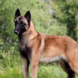 Paige - Belgian Malinois