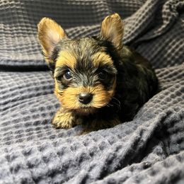 Boy - Black and tan male Yorkshire Terrier puppy in Boone, North Carolina from Coffeycup Yorkies