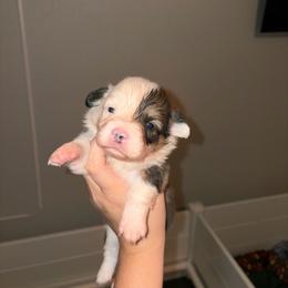 3 - Sable male Pembroke Welsh Corgi puppy in Boyd, Texas from Barker's Corgis