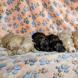 Poodles from Sarah's Poodles