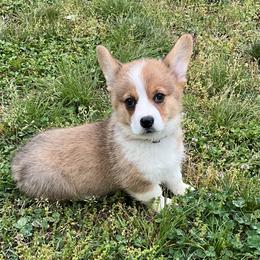 14 white collar - White and fawn male Pembroke Welsh Corgi puppy in Port Republic, Maryland from Bestfurends