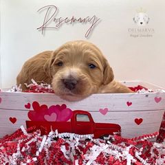 Aussiedoodle and Double Doodle Puppies from Delmarva Regal Doodles