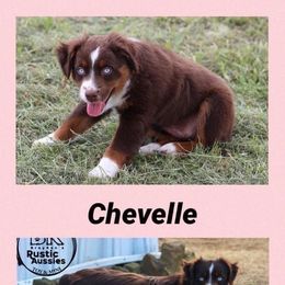 Miniature Australian Shepherd and Toy Australian Shepherd All Grown Up from BK Rustic Aussies