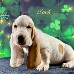 Pooh - Red and white male Basset Hound puppy in Dingess, West Virginia from Tuckers' Howling Hounds