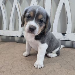 Orange - Blue tan and white male Beagle puppy in Henefer, Utah from Lazy G Kennels