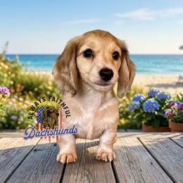AFDs Gus - Cream male Dachshund puppy in Waverly, Ohio from Always Faithful Dachshunds