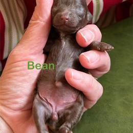 Bean - Brown female Poodle puppy in Ardmore, Oklahoma from The Poodles of Green Acres