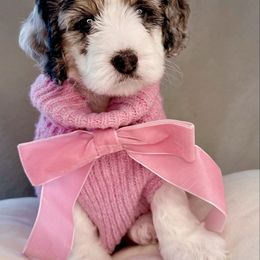 Peach - Blue merle female Bernedoodle puppy in Curtice, Ohio from The Pink Doghouse