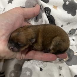 Tazz - Chocolate male Pomeranian puppy in Jefferson City, Missouri from MJ’s Pomeranians