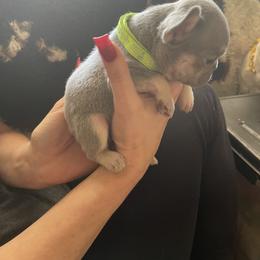 French Bulldog Puppies from Orderofthebulldogs, LLC