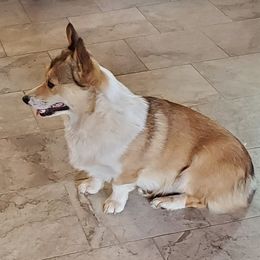 Hoss - Pembroke Welsh Corgi