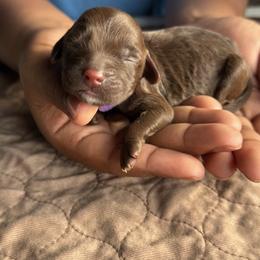 Purple Collar Girl - Chocolate female Australian Labradoodle puppy in Hagerstown, Maryland from Westfields Labradoodles