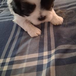 Bella - Gold and white female Shih Tzu puppy in Lake Worth, Florida from Shih Tzu Cottage