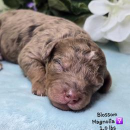 Magnolia - Merle female Goldendoodle puppy in Rockledge, Florida from Stormie's Doodles