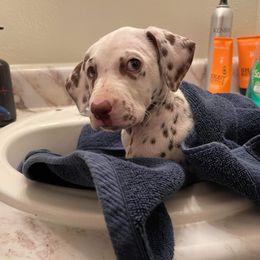 Dalmatian Puppies from Louisiana Roux Dalmatians