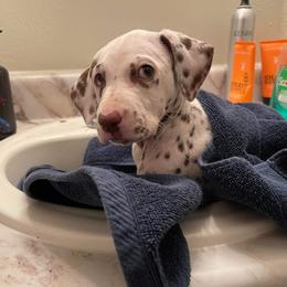 Dalmatian Puppies from Louisiana Roux Dalmatians