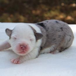 Snoopy - Blue merle male Miniature Australian Shepherd puppy in Bauxite, Arkansas from J & B Mini Aussies
