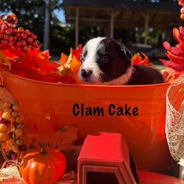 Clam Cake - Black and white female Border Collie puppy in Coventry, Rhode Island from Michelle's Border Collies