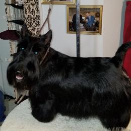 Glory - Scottish Terrier