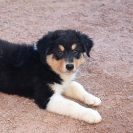 Anvil - Black tri-color female Australian Shepherd puppy in San Tan Valley, Arizona from Mott Ranch - Blazin' Sun Aussies