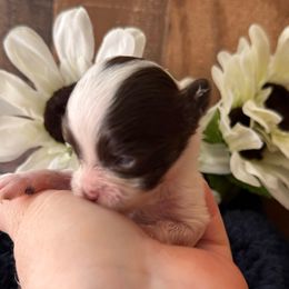 Ittybitty Mitzi - Parti female Yorkshire Terrier puppy in Howe, Oklahoma from Ray Holder