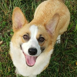 Flopsy - Pembroke Welsh Corgi