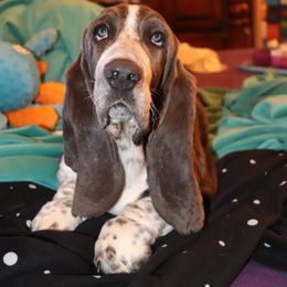 Basset Hound Puppies from Howlin Hounds