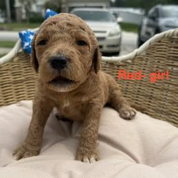 Girl 1 - Cream female Goldendoodle puppy in Clermont, Florida from Da Ruba Doodles