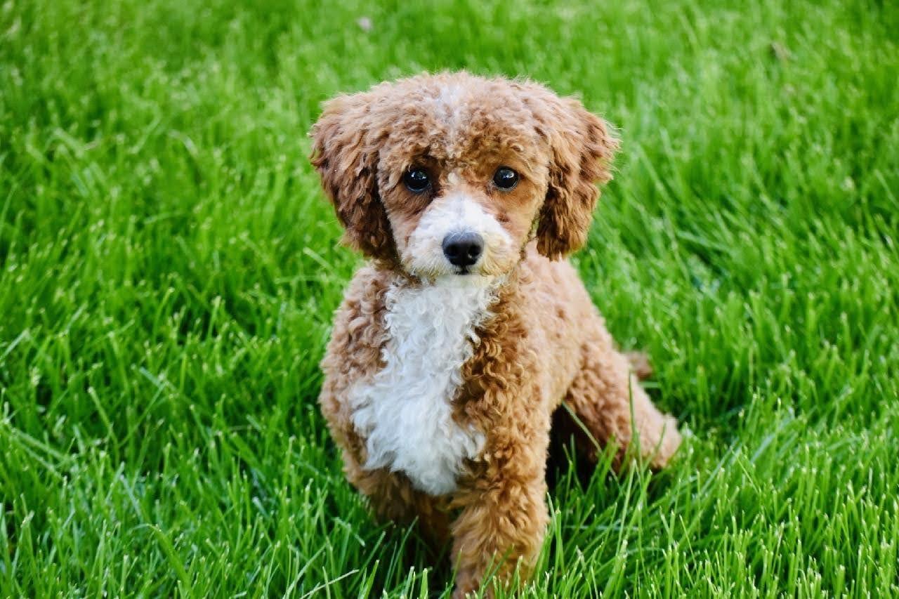 Charlie