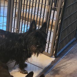 Nanny - Scottish Terrier