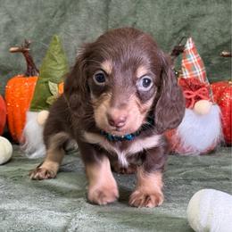Jax - Chocolate and cream male Dachshund puppy in Lincoln, Arkansas from Red Dirt Dachshunds