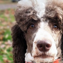 Poodles from Dogtastic Kennels