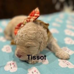 Tissot - Caramel cream male Australian Labradoodle puppy in Alamo, Texas from QuiSal Labradoodles