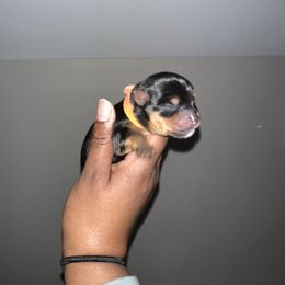 Yorkshire Terrier Puppies from A yorkie palace