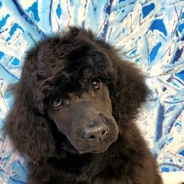 Junebug - Blue Poodle puppy in Madera, California from Tri Star Standard Poodles