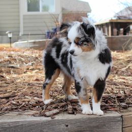 Haven  - Toy Australian Shepherd