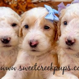 Honeysuckle - Fawn and white female Sheepadoodle puppy in Cambridge, Ohio from Sweet Creek Pups