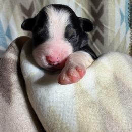 Girl 9-Black Tri - Black tri-color female Australian Shepherd puppy in Mayfield, Kentucky from Hamilton Farms