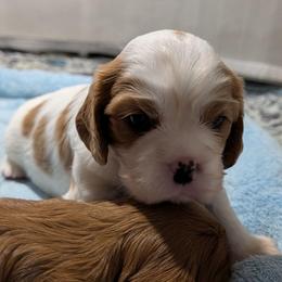 Biscuit - Blenheim male Cavalier King Charles Spaniel puppy in Stilwell, Oklahoma from Love Bug Cavaliers