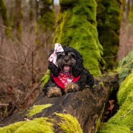 Duchess - Black white and tan female Cockapoo puppy in Deming, Washington from Heavenly Puppies to Love