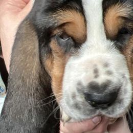 Red Boy 3 European - Basset Hound puppy in Waukegan, Illinois from Rolling and Howling Basset Hounds and Dachshunds